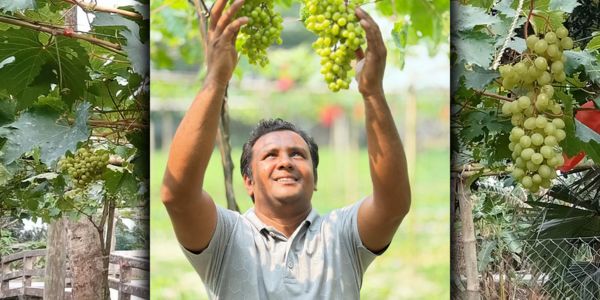 লাল-সবুজ রঙের আঙুর চাষ করে তাক লাগিয়ে দিলেন কামরুজ্জামান